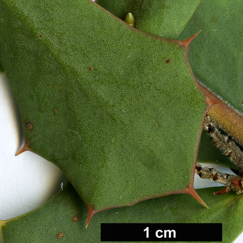 High resolution image: Family: Proteaceae - Genus: Hakea - Taxon: pritzelii