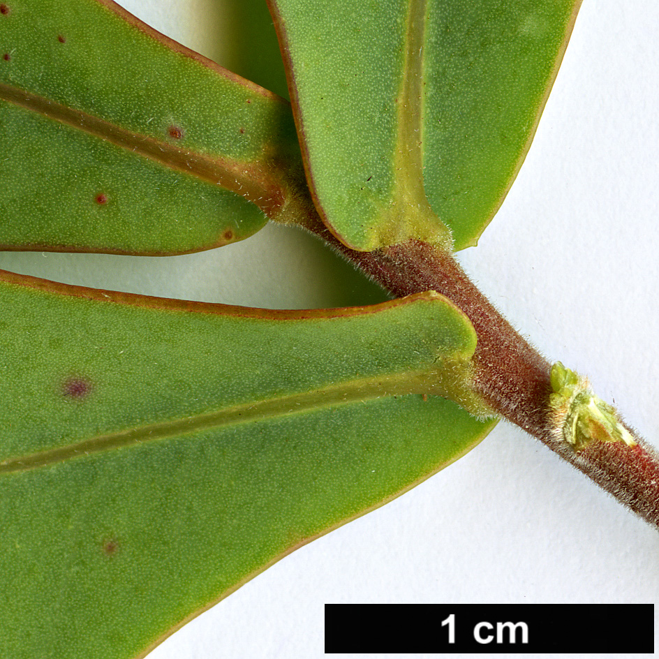 High resolution image: Family: Proteaceae - Genus: Hakea - Taxon: pritzelii