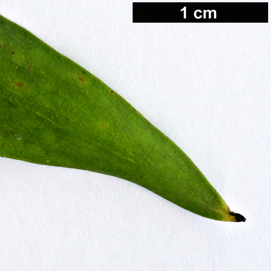 High resolution image: Family: Proteaceae - Genus: Hakea - Taxon: salicifolia
