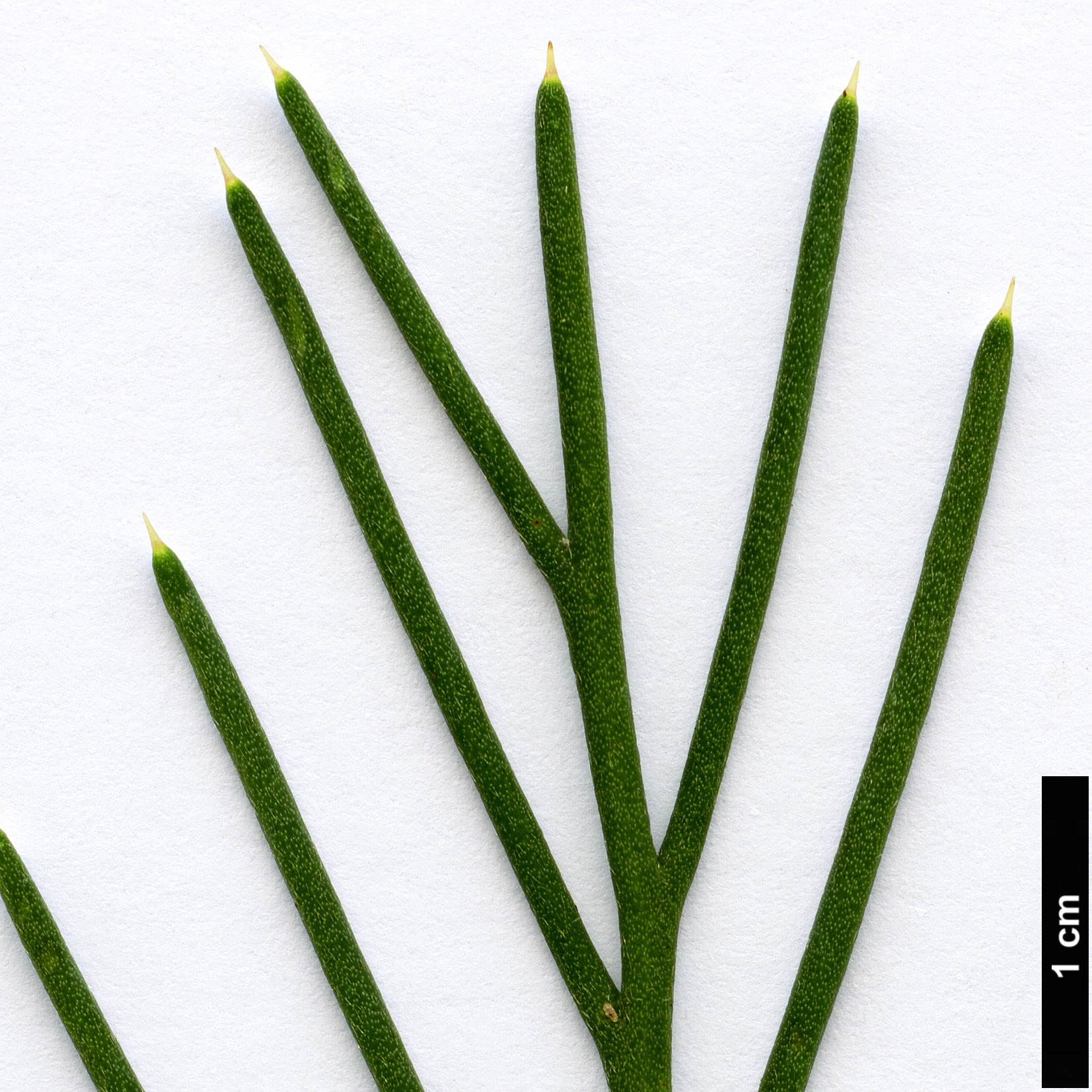 High resolution image: Family: Proteaceae - Genus: Hakea - Taxon: suaveolens