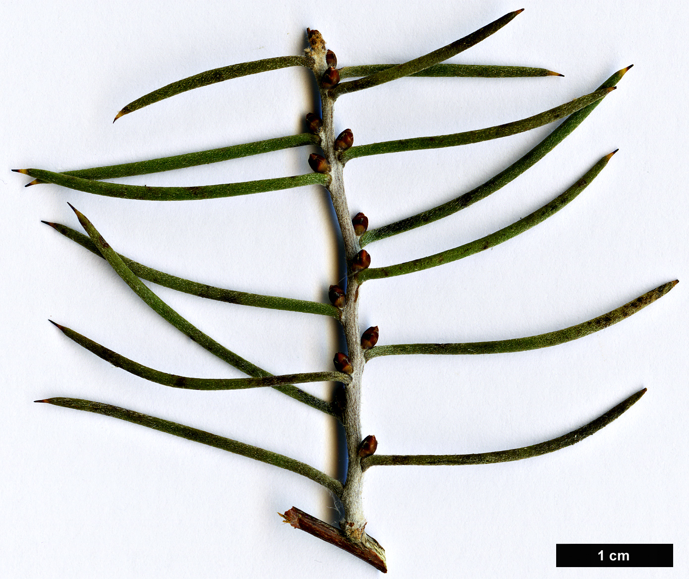 High resolution image: Family: Proteaceae - Genus: Hakea - Taxon: teretifolia
