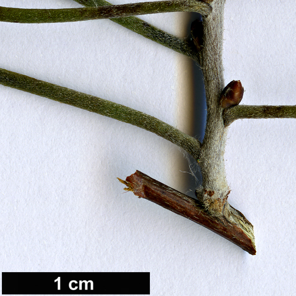 High resolution image: Family: Proteaceae - Genus: Hakea - Taxon: teretifolia