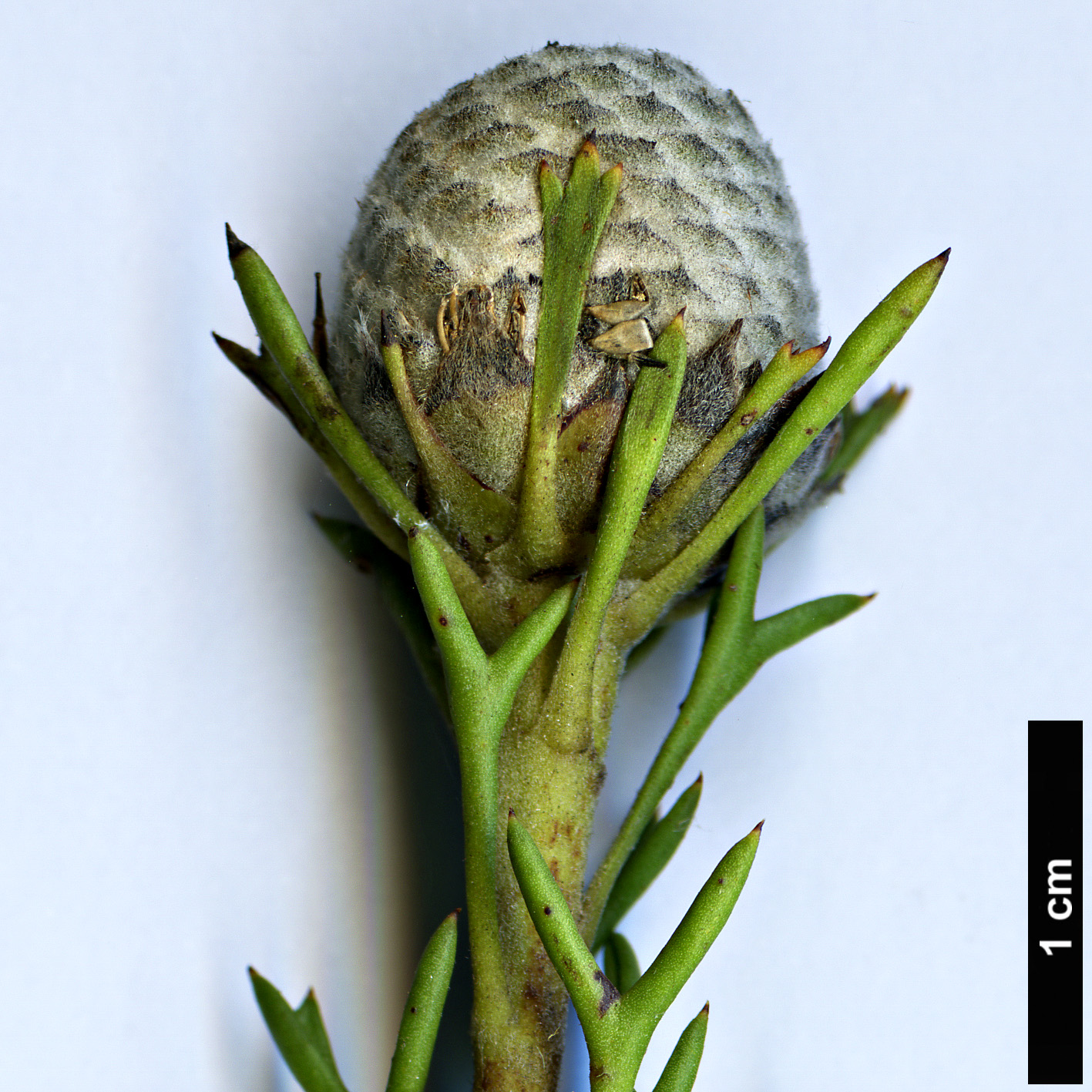 High resolution image: Family: Proteaceae - Genus: Isopogon - Taxon: formosus