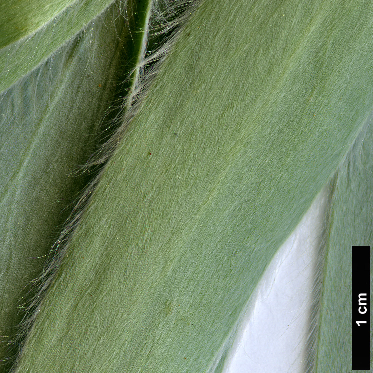 High resolution image: Family: Proteaceae - Genus: Leucadendron - Taxon: argenteum