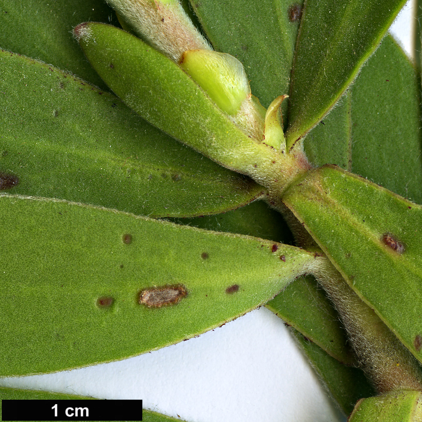 High resolution image: Family: Proteaceae - Genus: Leucadendron - Taxon: laureolum