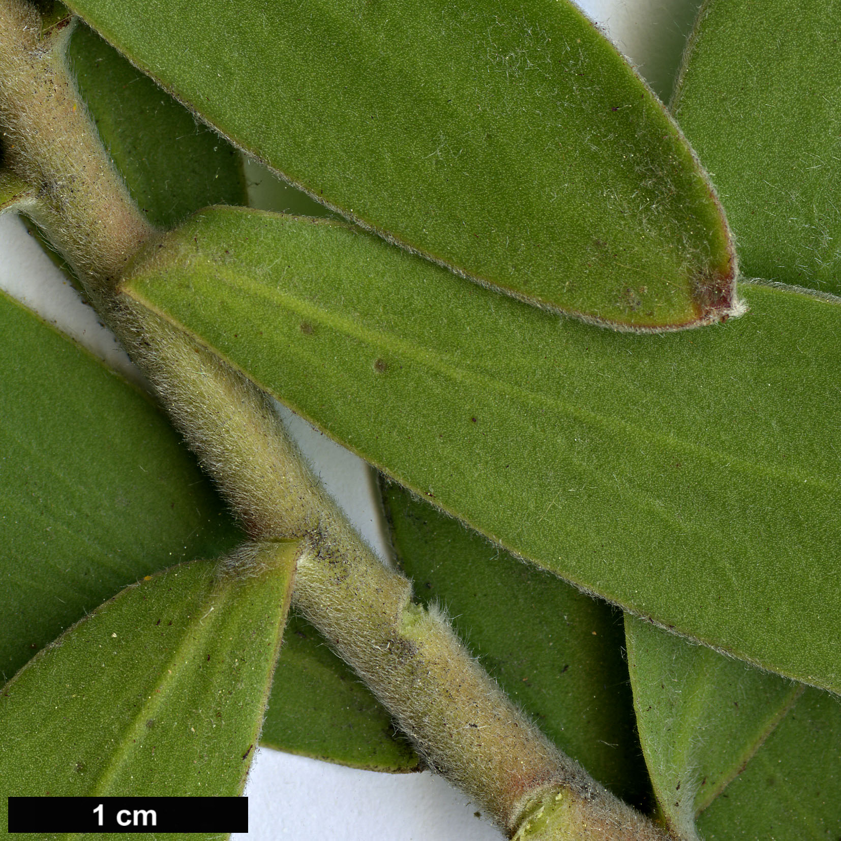 High resolution image: Family: Proteaceae - Genus: Leucadendron - Taxon: laureolum