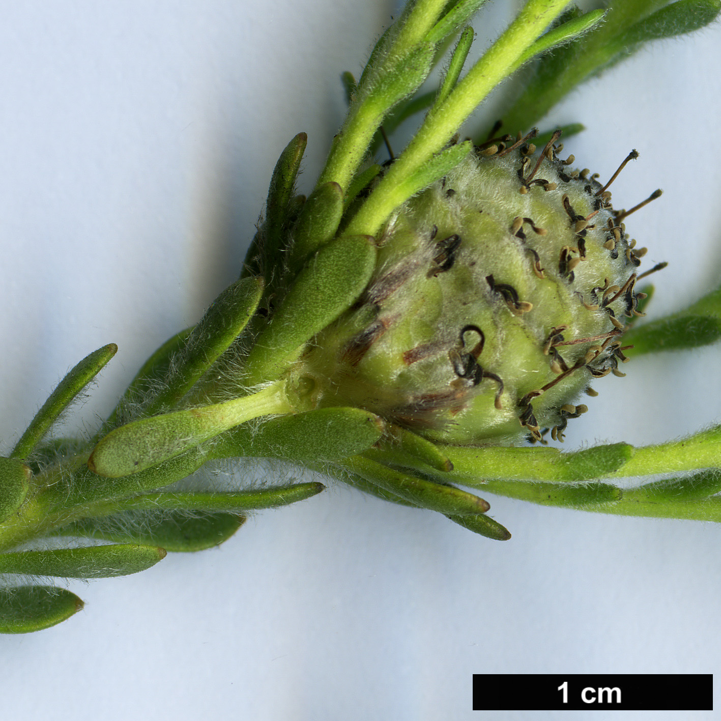 High resolution image: Family: Proteaceae - Genus: Leucadendron - Taxon: levisanus