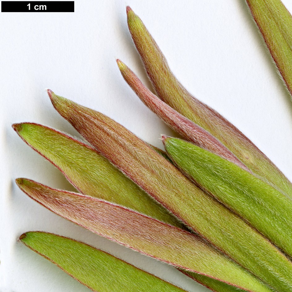 High resolution image: Family: Proteaceae - Genus: Leucadendron - Taxon: meridianum