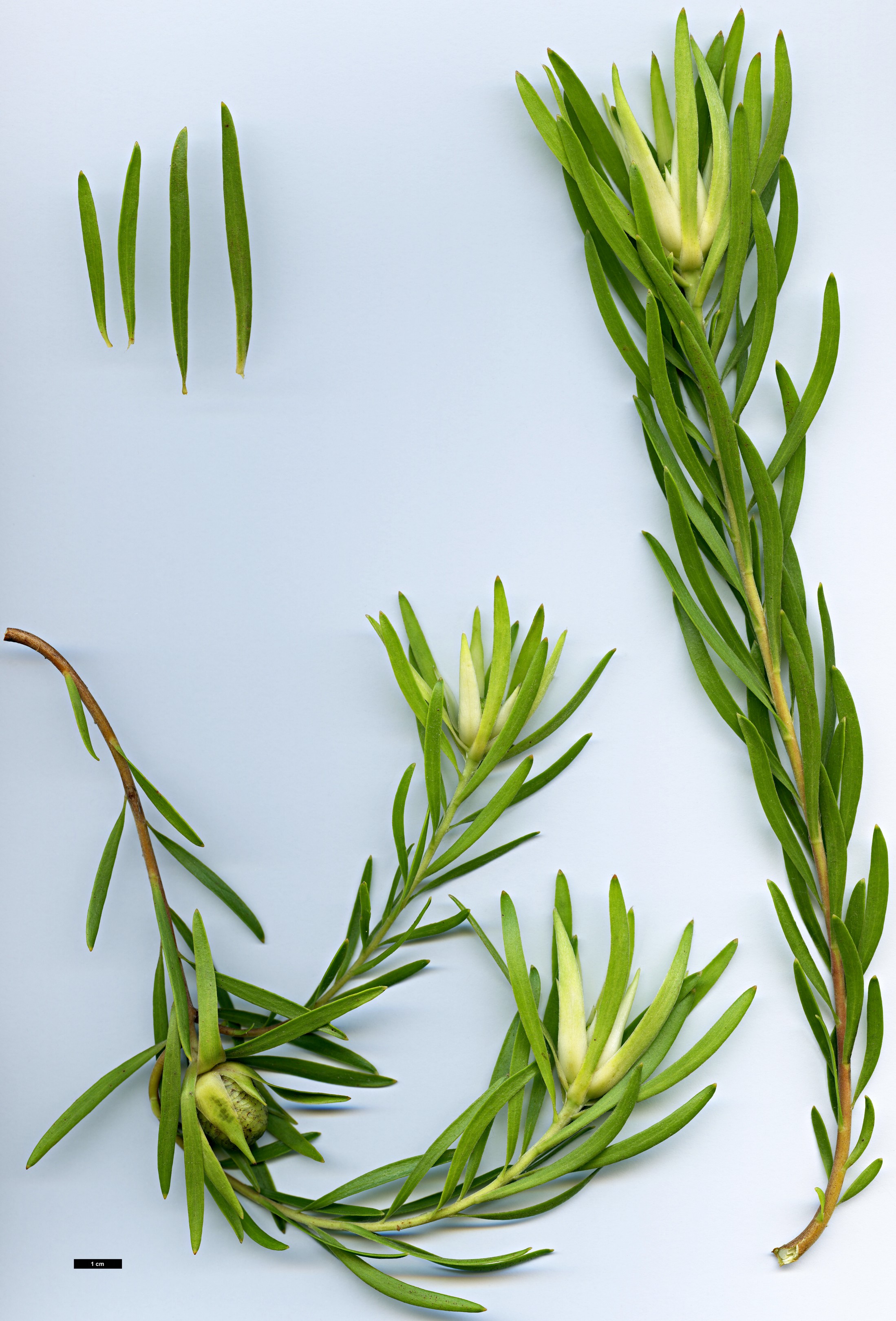 High resolution image: Family: Proteaceae - Genus: Leucadendron - Taxon: spissifolium