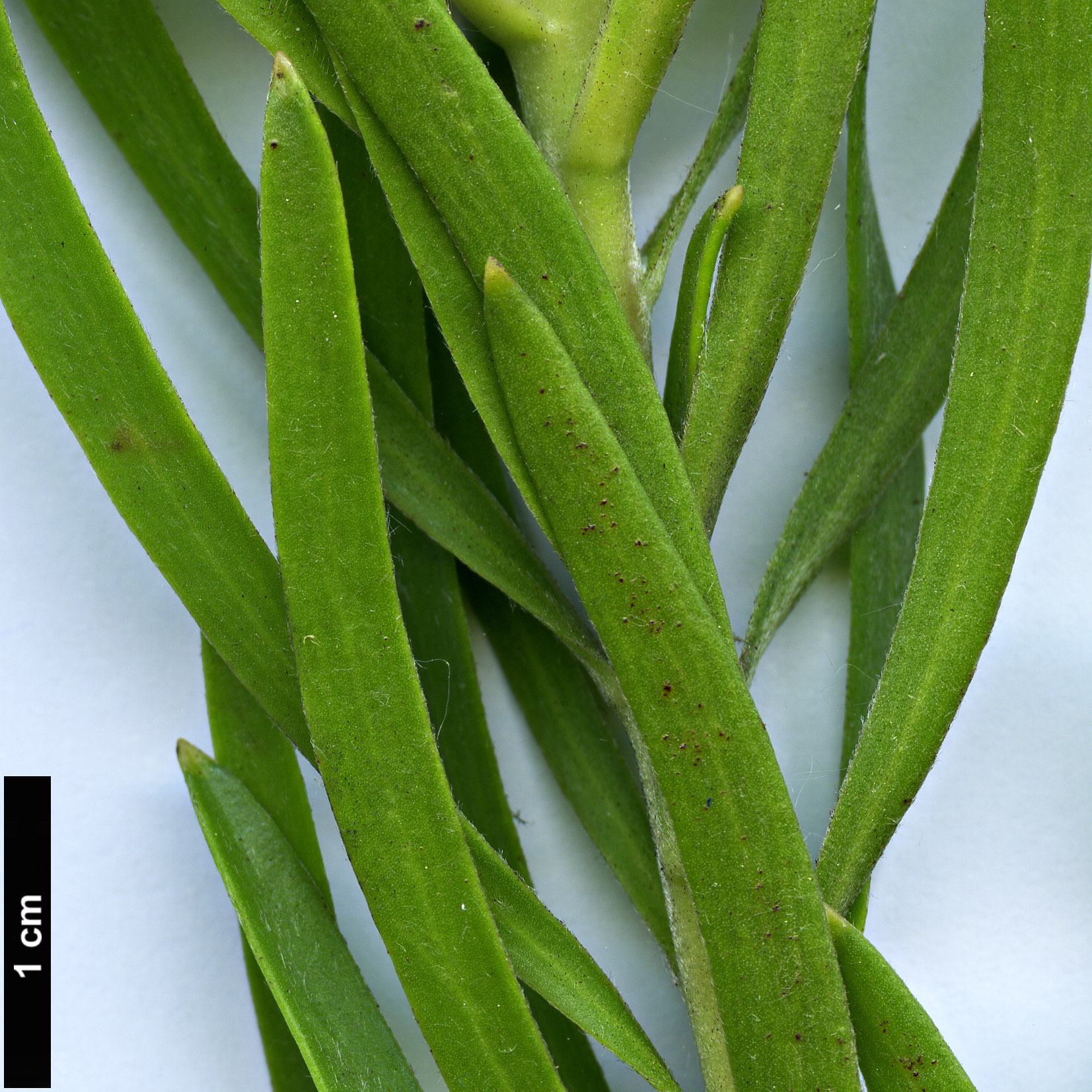 High resolution image: Family: Proteaceae - Genus: Leucadendron - Taxon: spissifolium