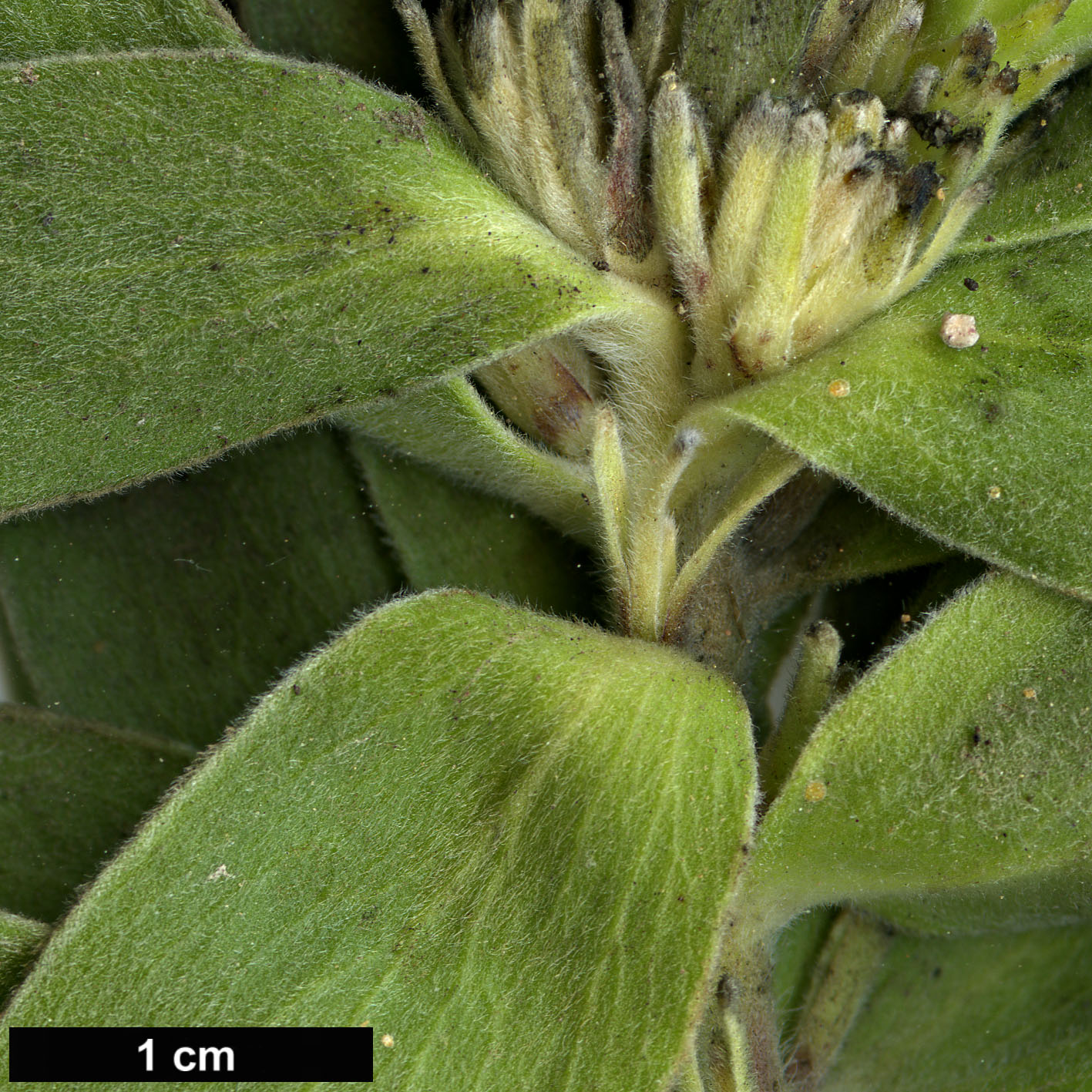 High resolution image: Family: Proteaceae - Genus: Leucospermum - Taxon: oleifolium