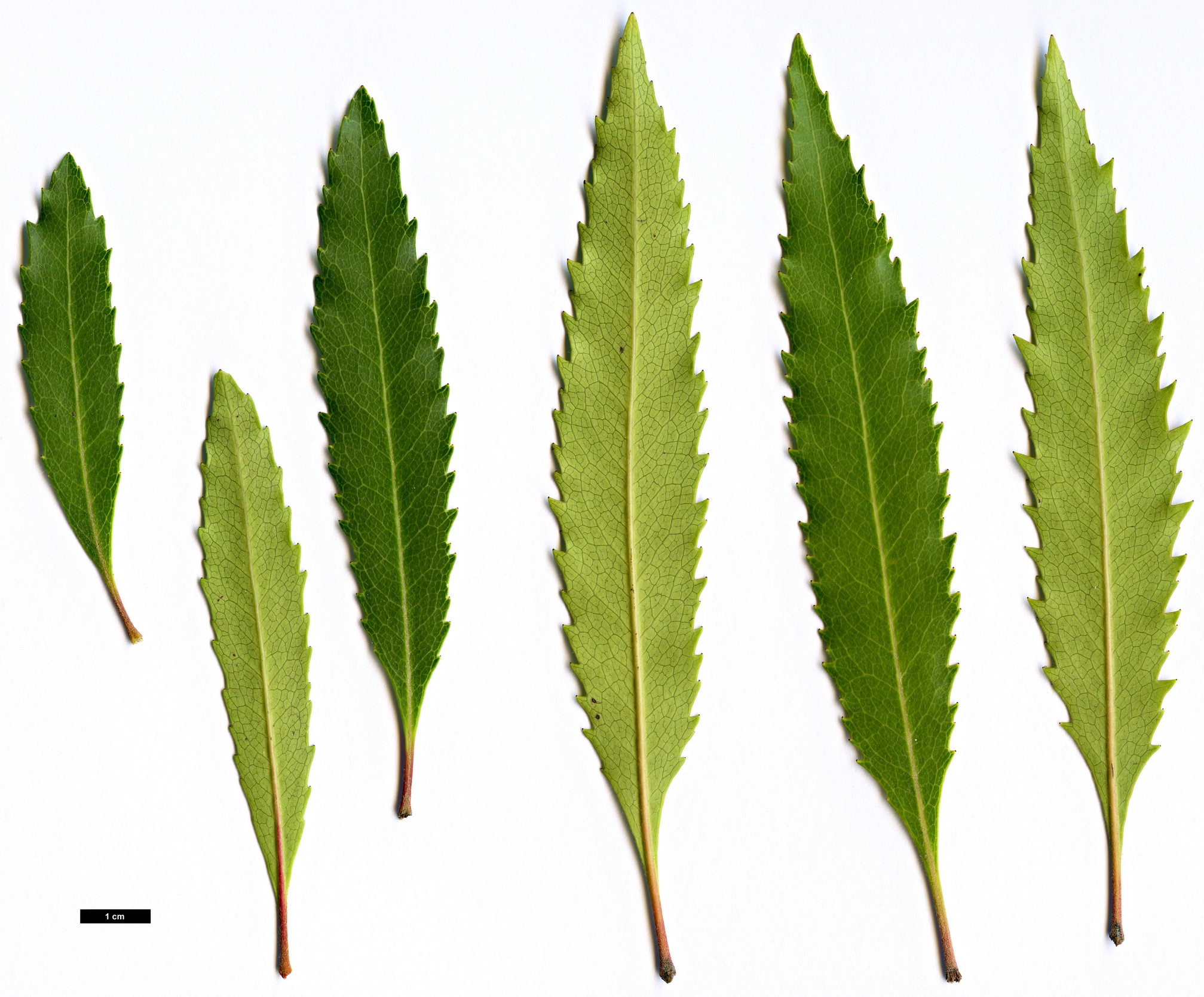 High resolution image: Family: Proteaceae - Genus: Lomatia - Taxon: arborescens