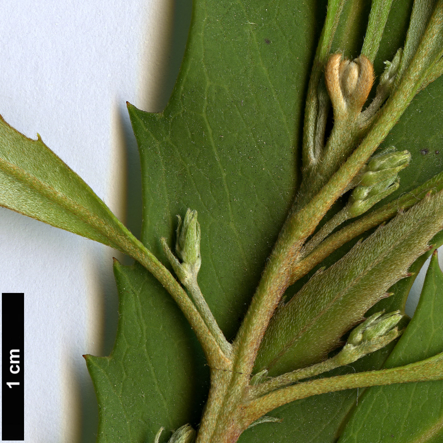 High resolution image: Family: Proteaceae - Genus: Lomatia - Taxon: fraseri