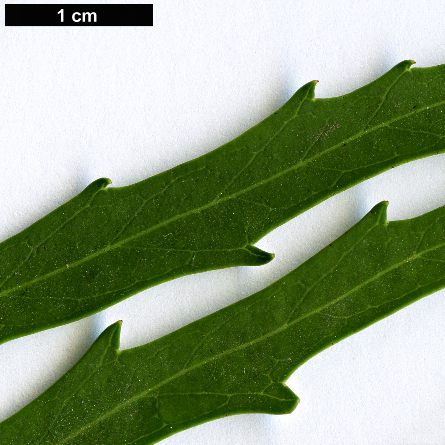 High resolution image: Family: Proteaceae - Genus: Lomatia - Taxon: longifolia