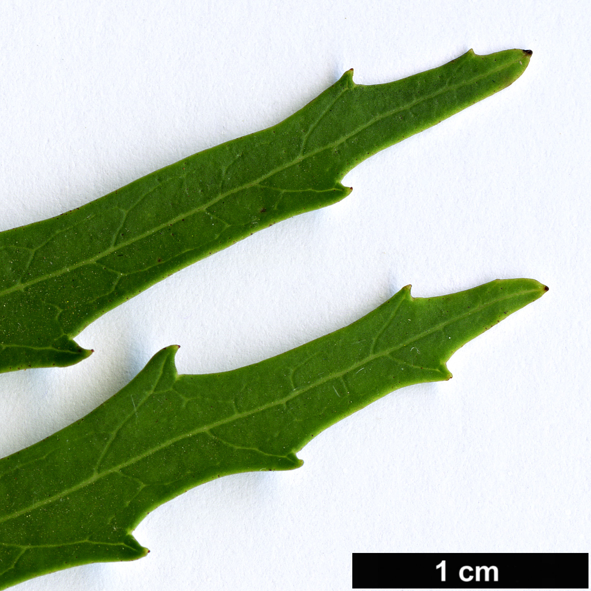 High resolution image: Family: Proteaceae - Genus: Lomatia - Taxon: longifolia