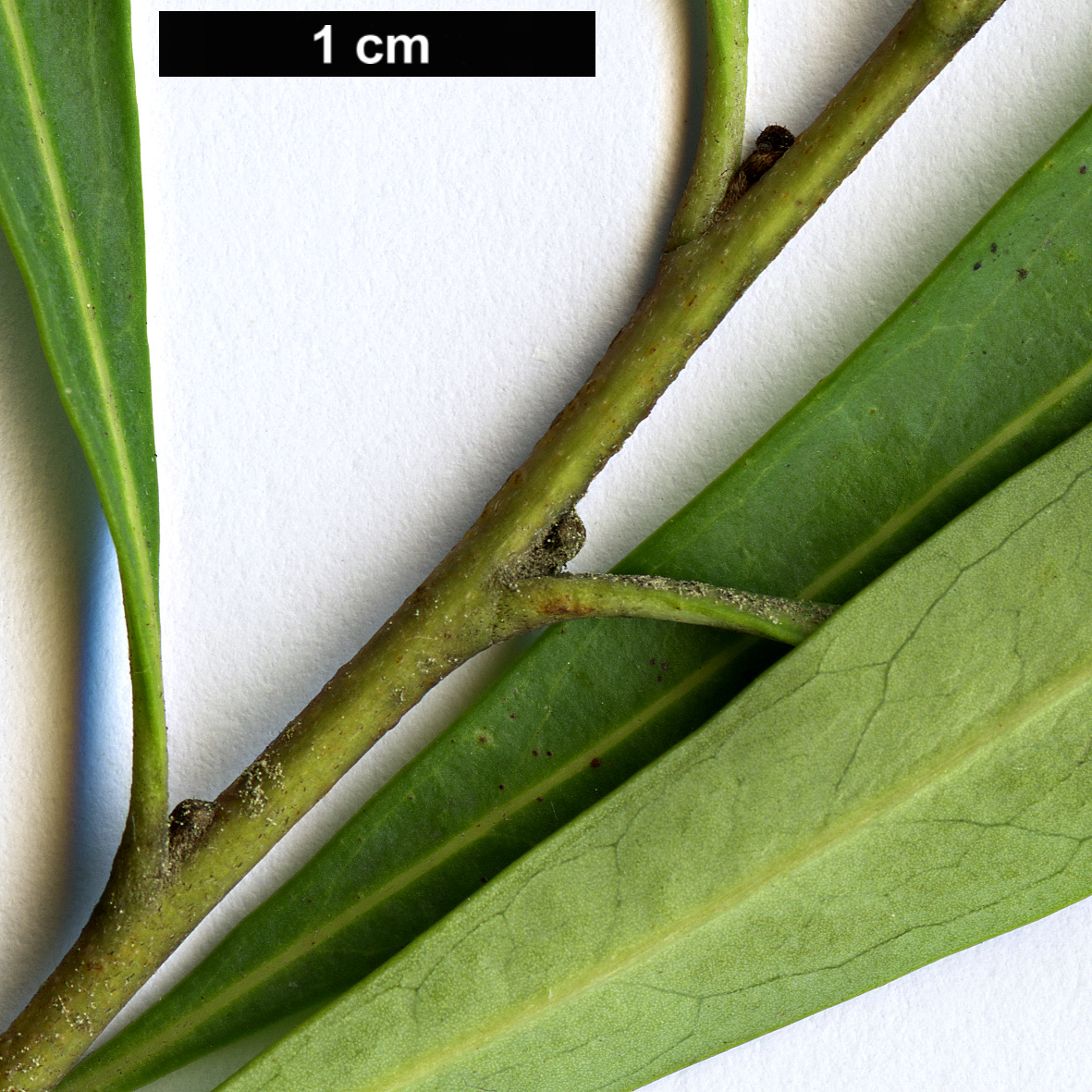 High resolution image: Family: Proteaceae - Genus: Lomatia - Taxon: myricoides