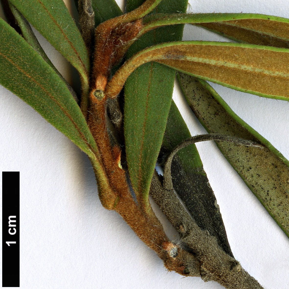 High resolution image: Family: Proteaceae - Genus: Lomatia - Taxon: polymorpha