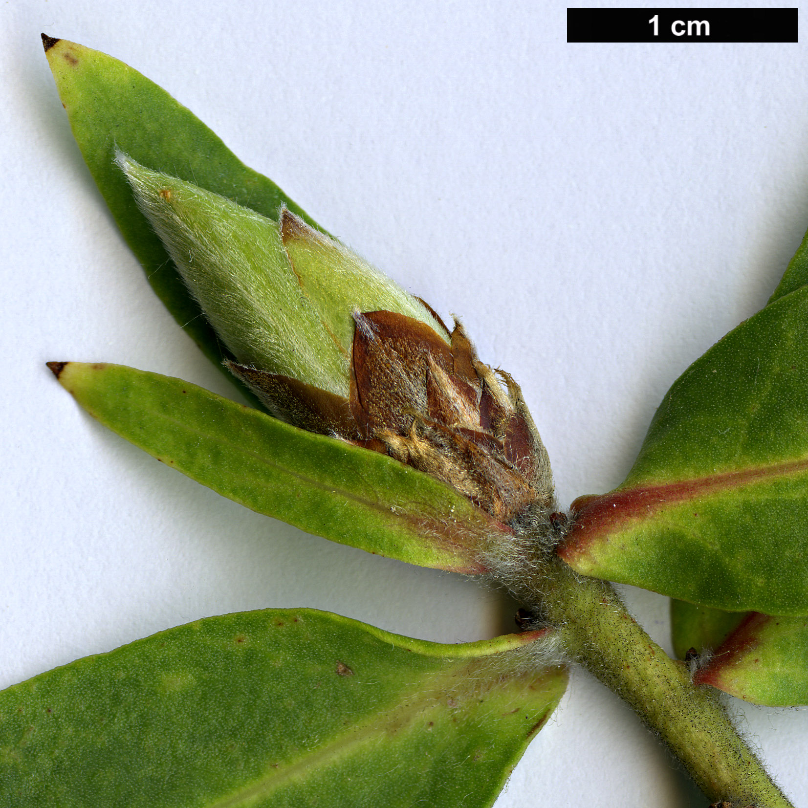 High resolution image: Family: Proteaceae - Genus: Protea - Taxon: aurea