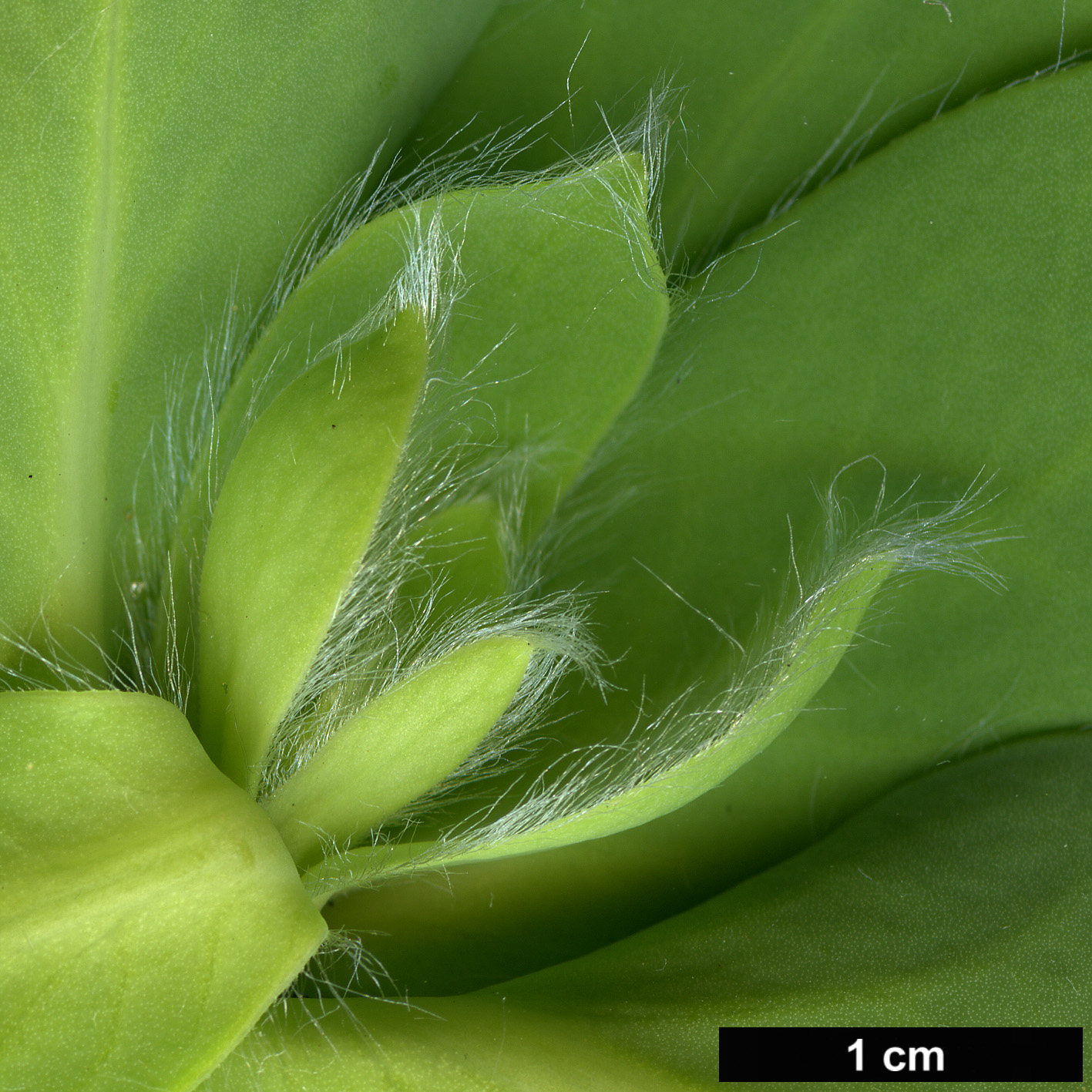 High resolution image: Family: Proteaceae - Genus: Protea - Taxon: grandiceps