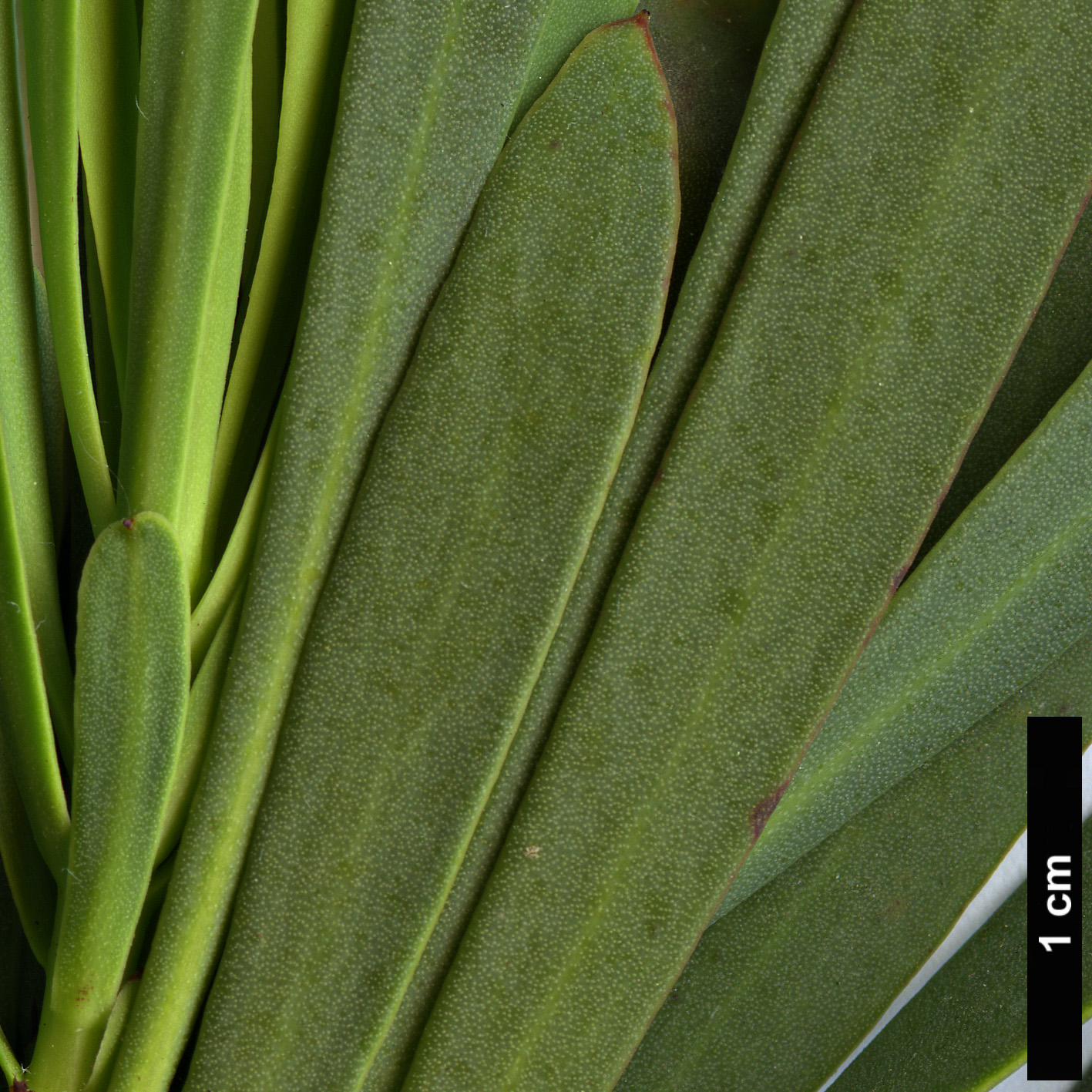 High resolution image: Family: Proteaceae - Genus: Protea - Taxon: repens