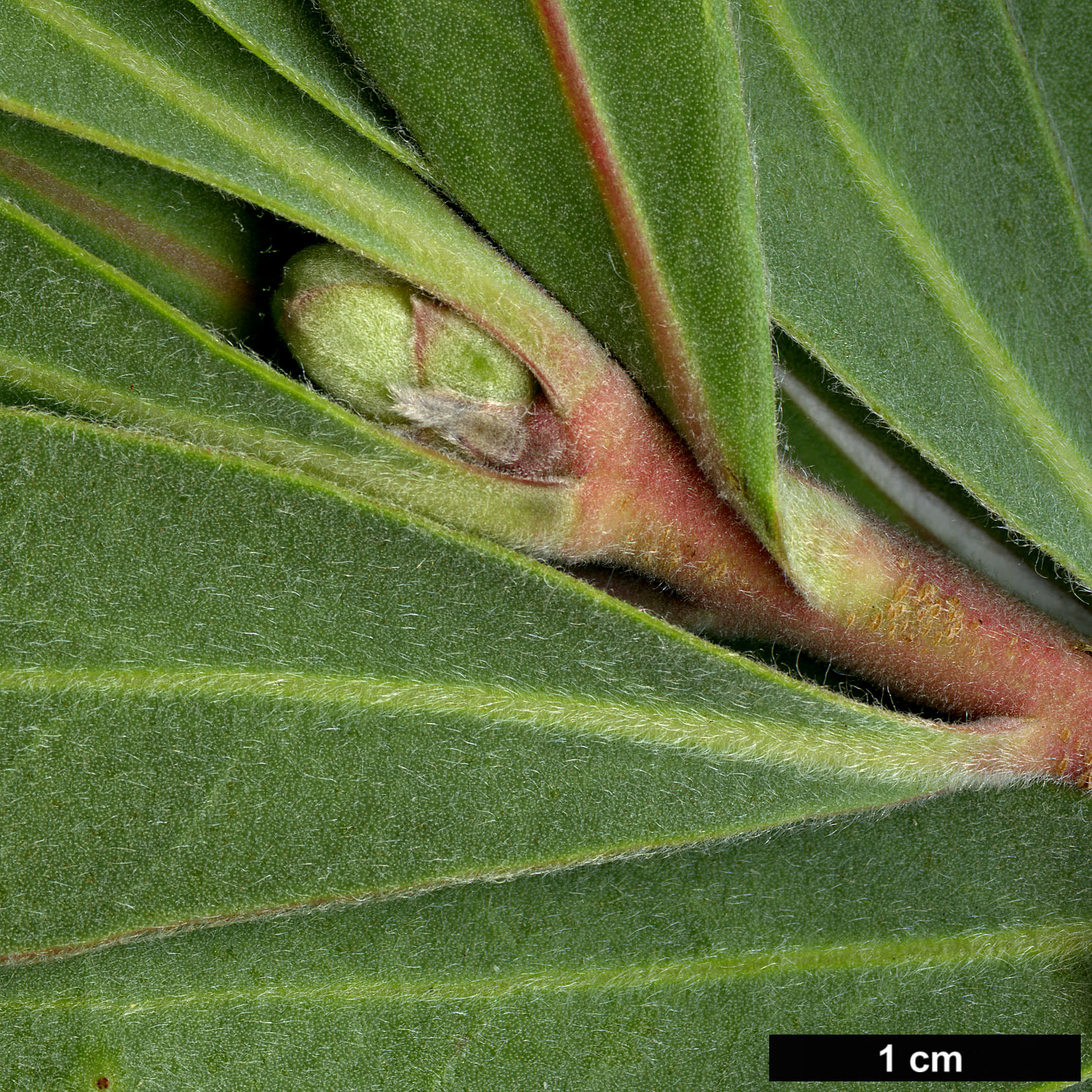 High resolution image: Family: Proteaceae - Genus: Protea - Taxon: susannae