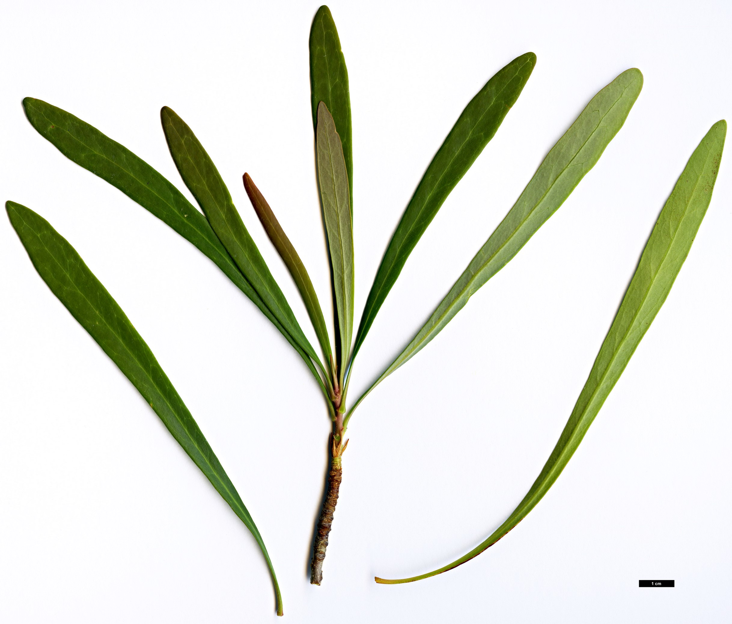 High resolution image: Family: Proteaceae - Genus: Telopea - Taxon: mongaensis