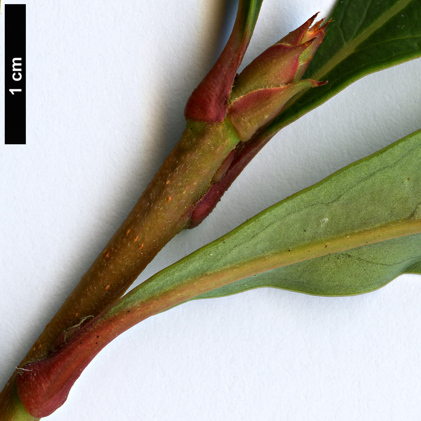 High resolution image: Family: Proteaceae - Genus: Telopea - Taxon: oreades