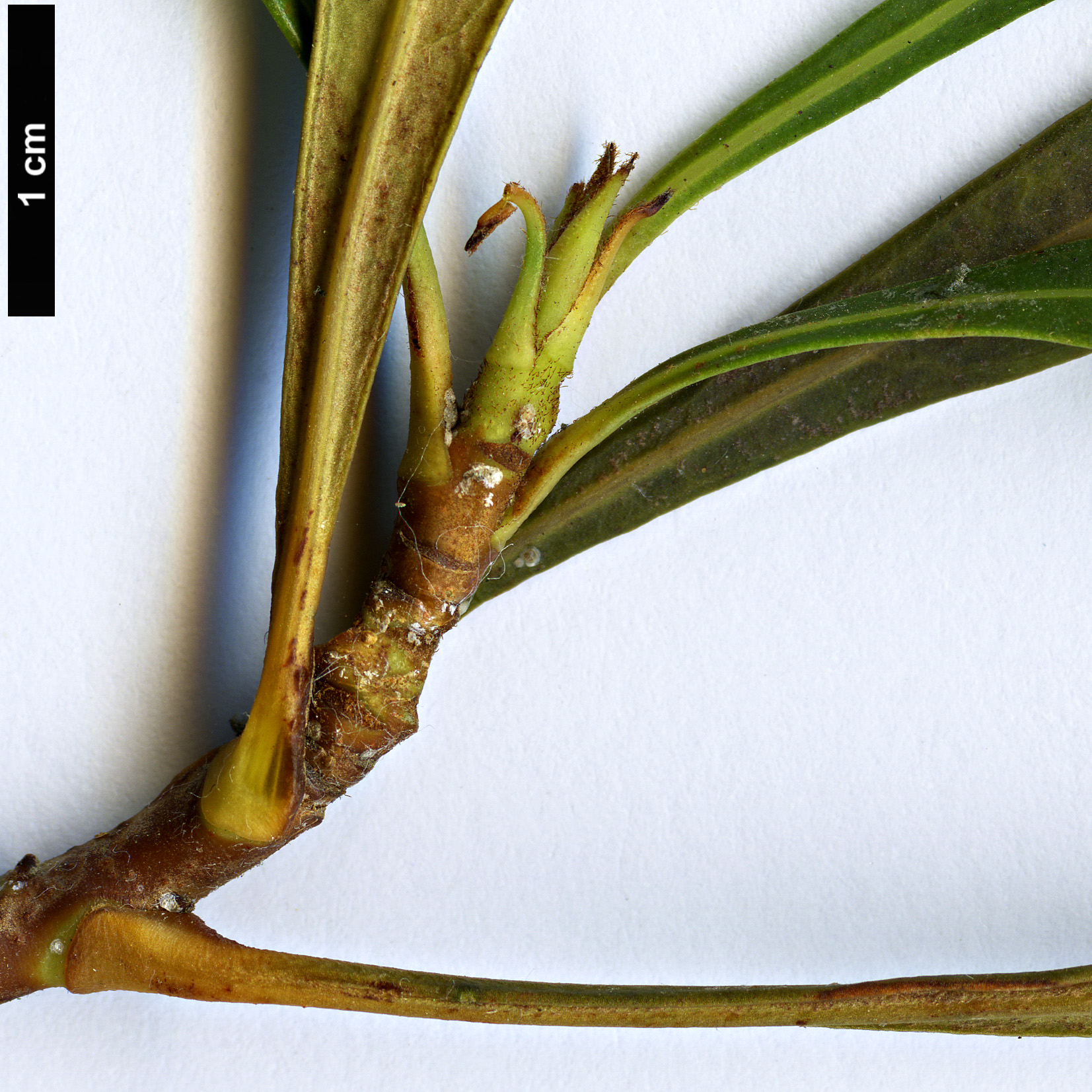High resolution image: Family: Proteaceae - Genus: Telopea - Taxon: speciosissima