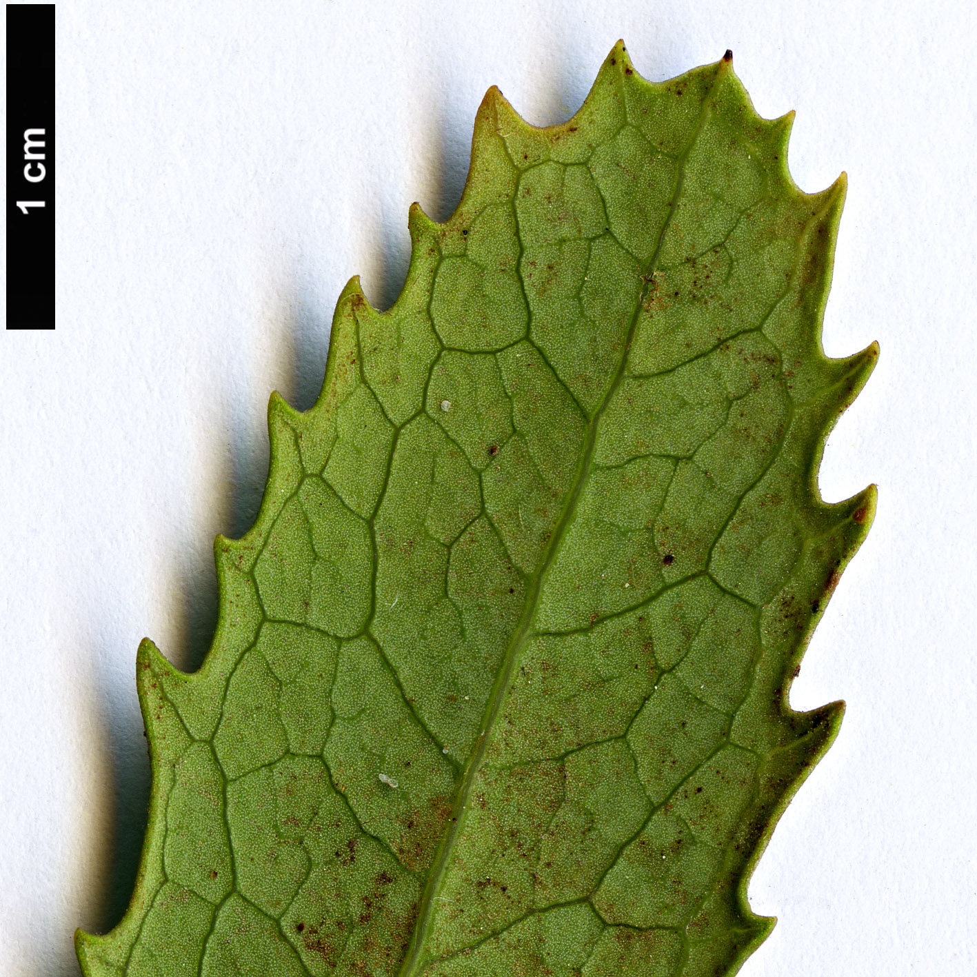 High resolution image: Family: Proteaceae - Genus: Telopea - Taxon: speciosissima