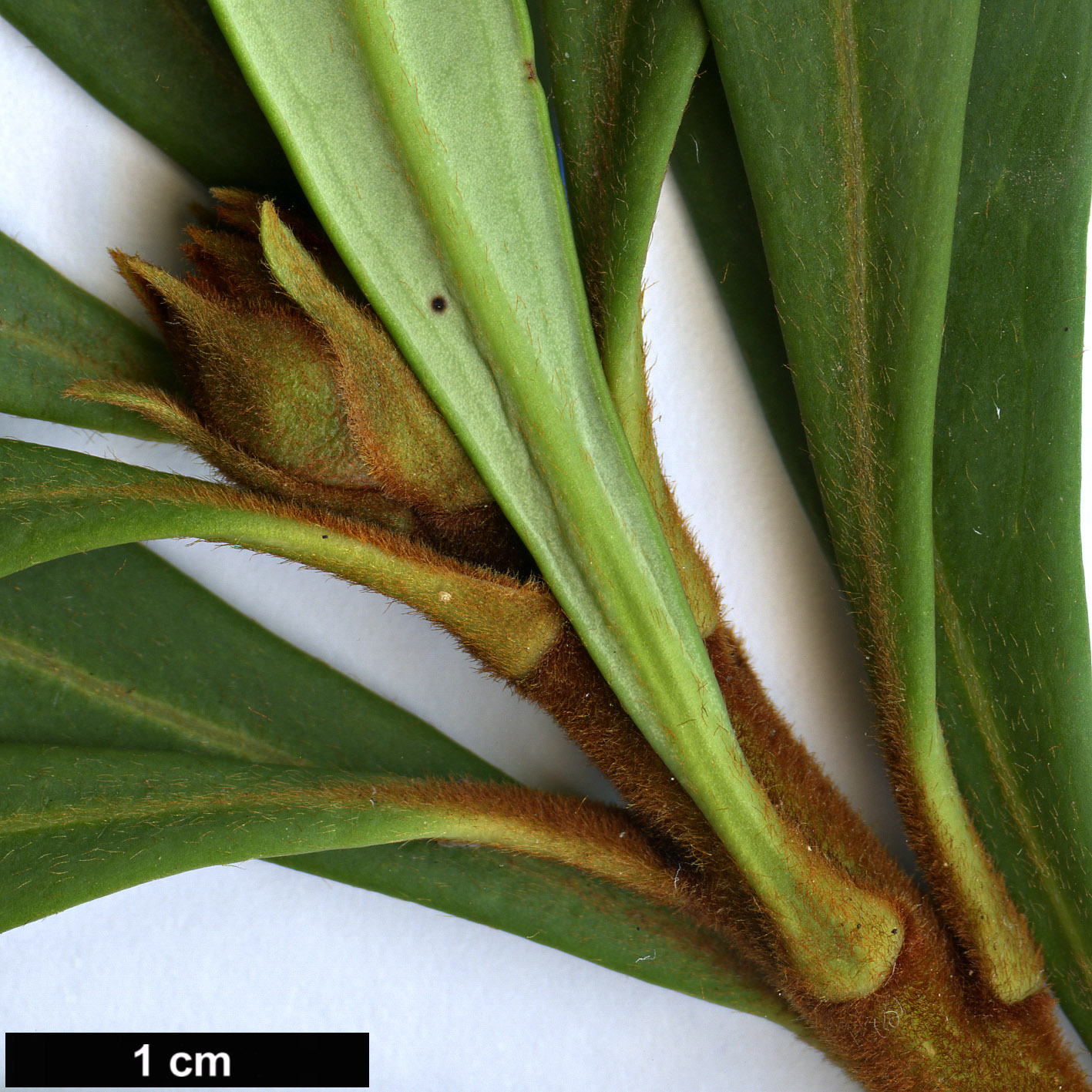 High resolution image: Family: Proteaceae - Genus: Telopea - Taxon: truncata