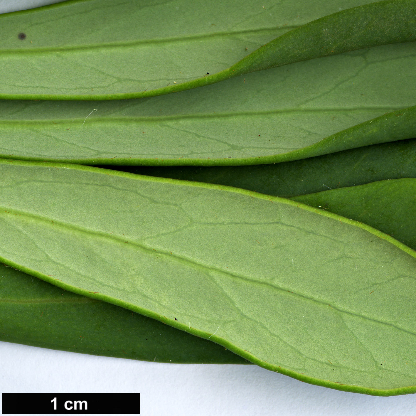 High resolution image: Family: Proteaceae - Genus: Telopea - Taxon: truncata