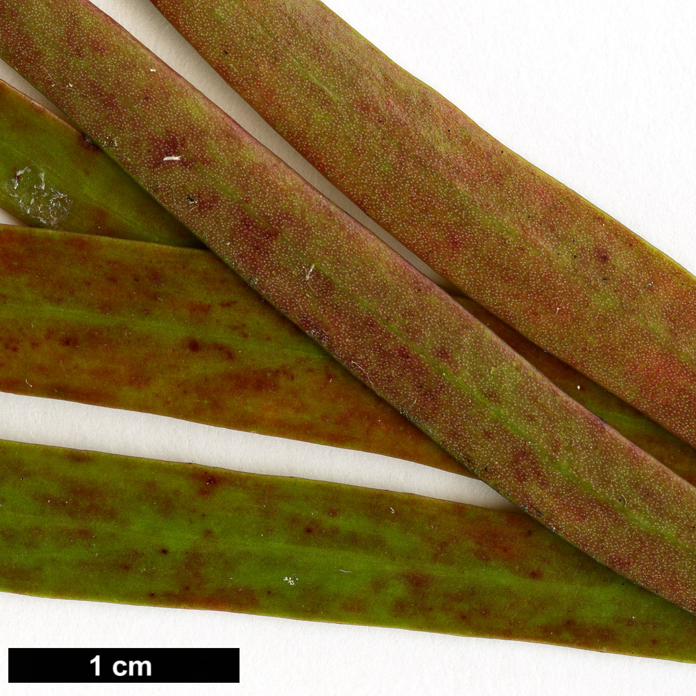High resolution image: Family: Proteaceae - Genus: Toronia - Taxon: toru