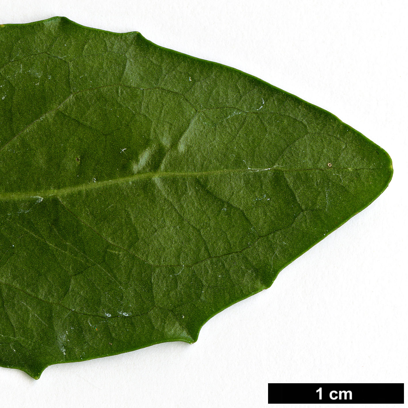 High resolution image: Family: Quillajaceae - Genus: Quillaja - Taxon: saponaria
