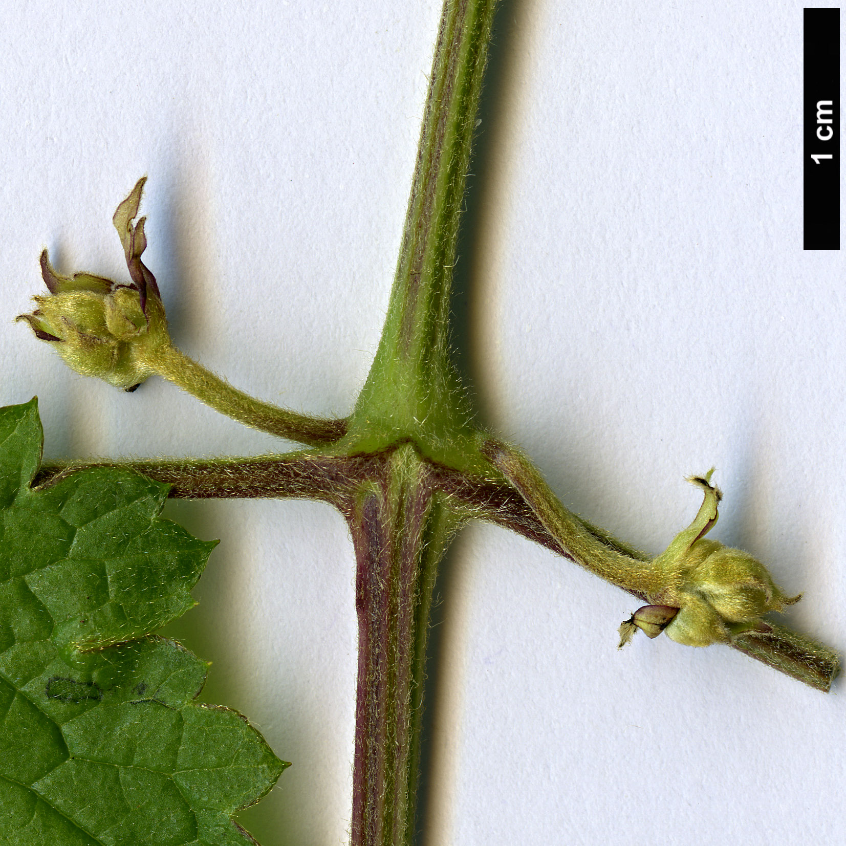 High resolution image: Family: Ranunculaceae - Genus: Clematis - Taxon: rehderiana