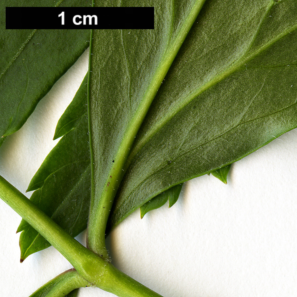 High resolution image: Family: Ranunculaceae - Genus: Xanthorhiza - Taxon: simplicissima