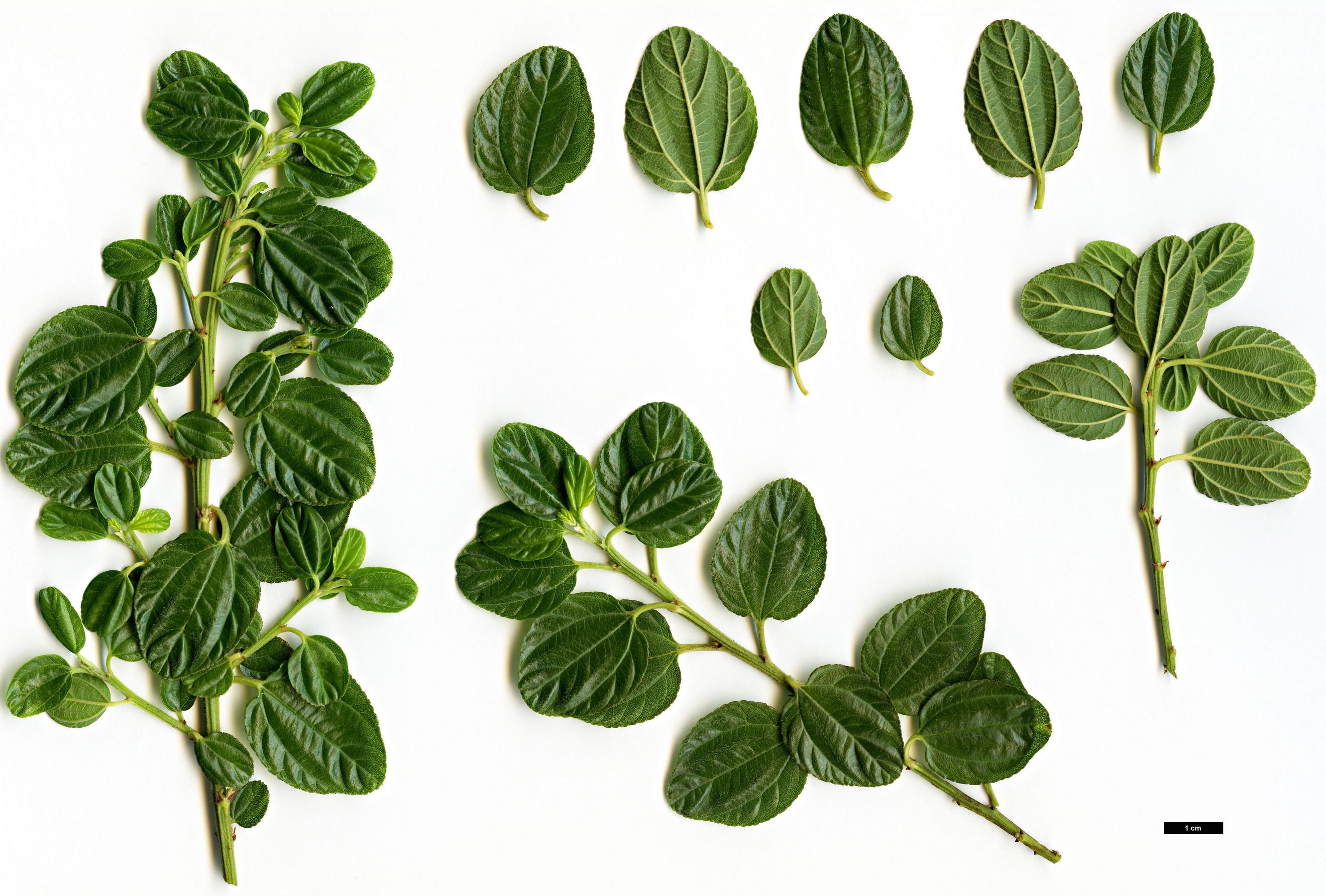 High resolution image: Family: Rhamnaceae - Genus: Ceanothus - Taxon: prostratus