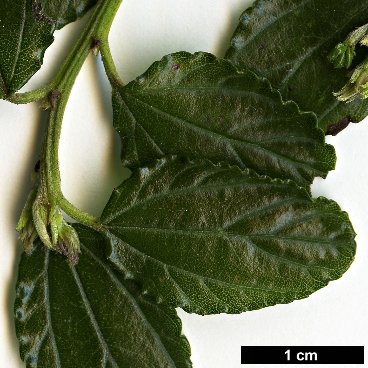 High resolution image: Family: Rhamnaceae - Genus: Ceanothus - Taxon: repens
