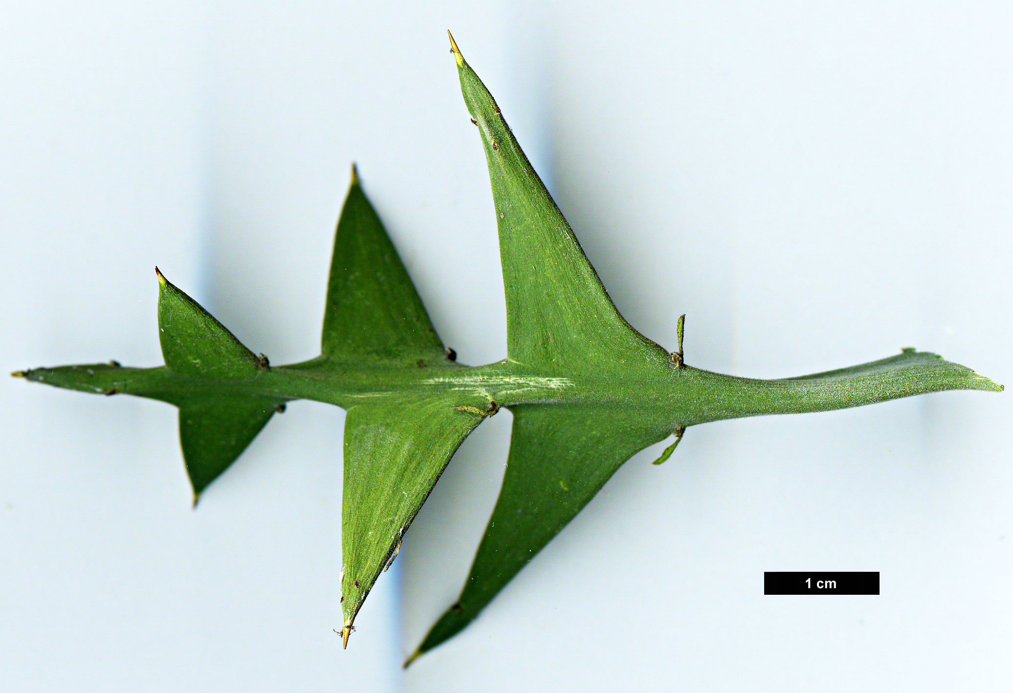 High resolution image: Family: Rhamnaceae - Genus: Colletia - Taxon: paradoxa