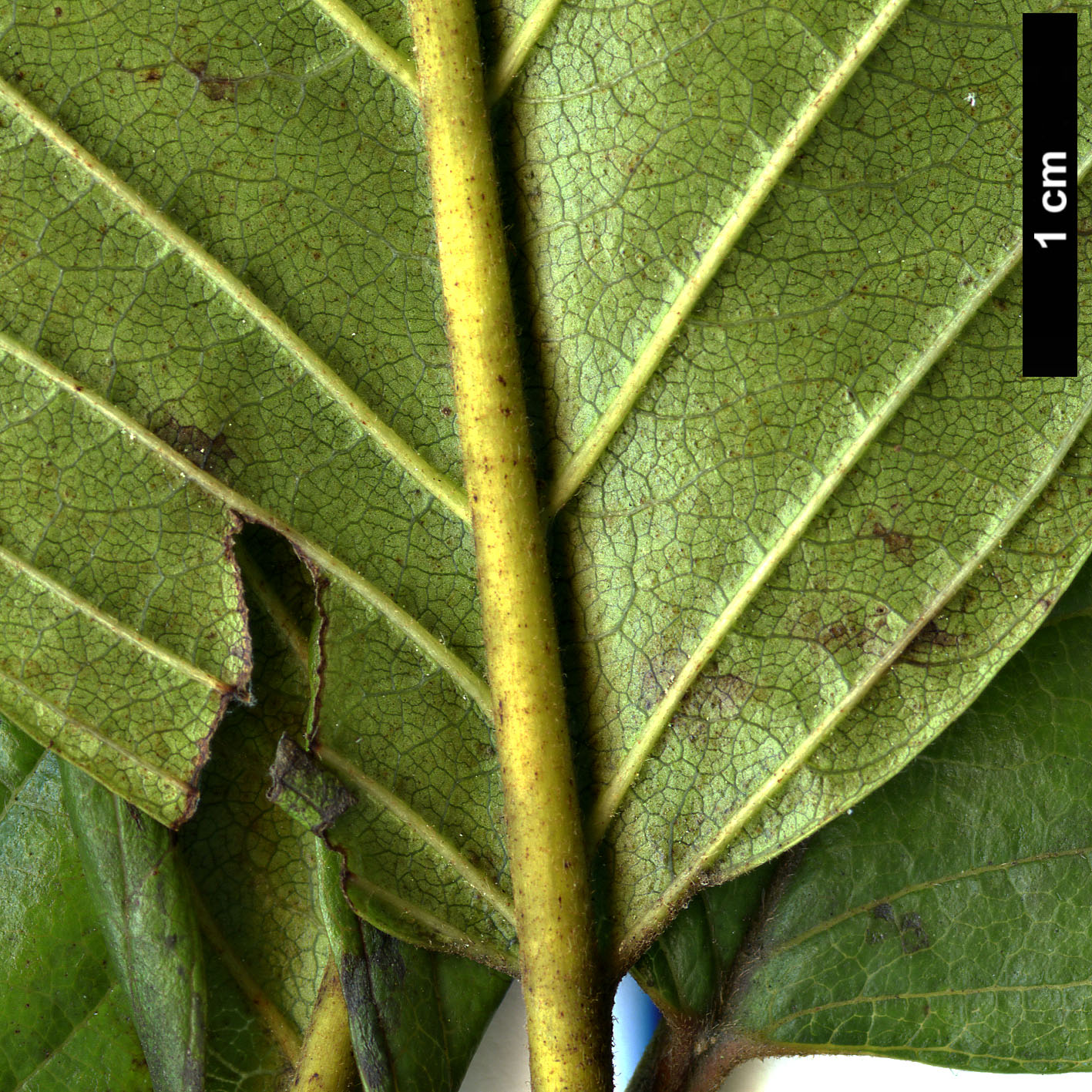 High resolution image: Family: Rhamnaceae - Genus: Frangula - Taxon: azorica