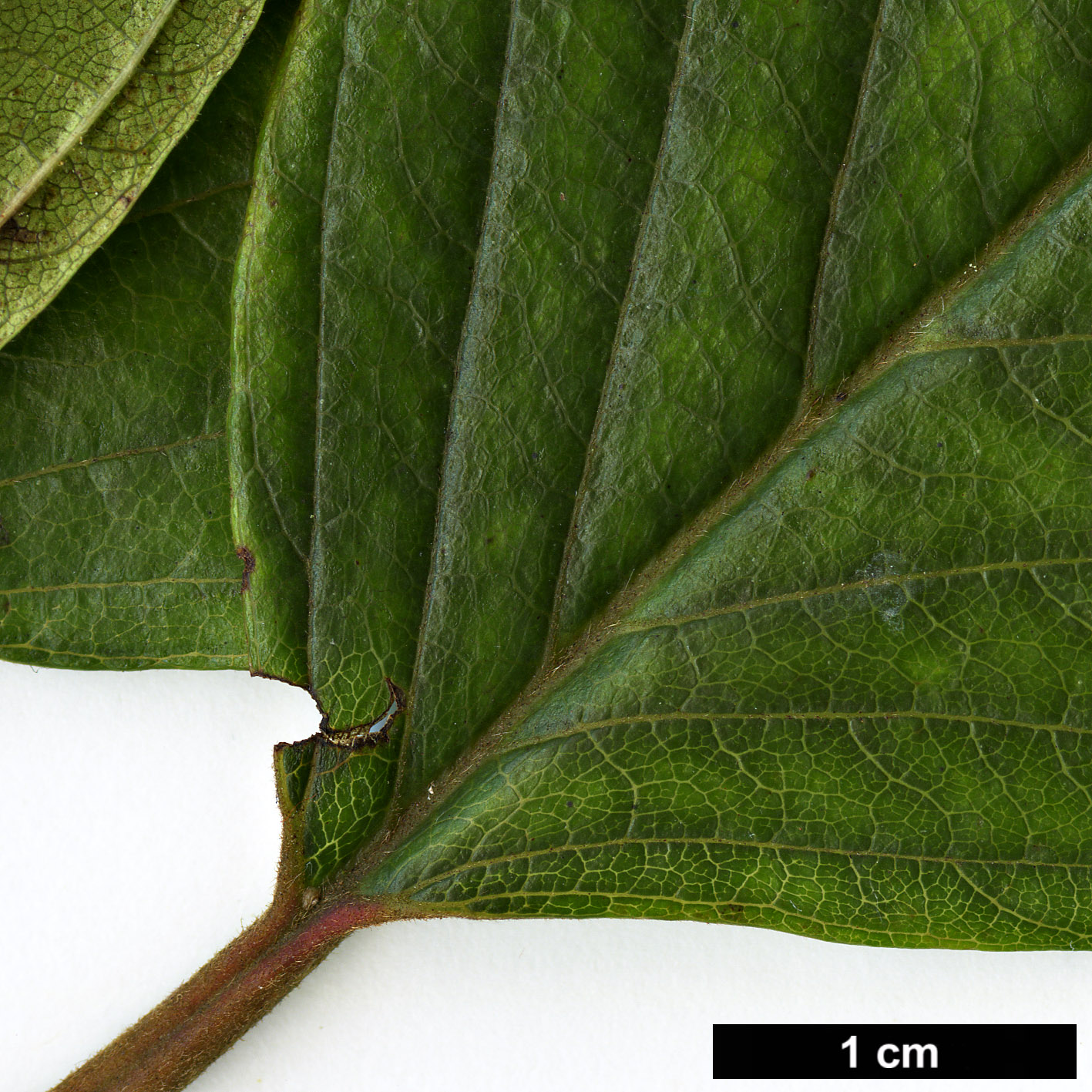High resolution image: Family: Rhamnaceae - Genus: Frangula - Taxon: azorica
