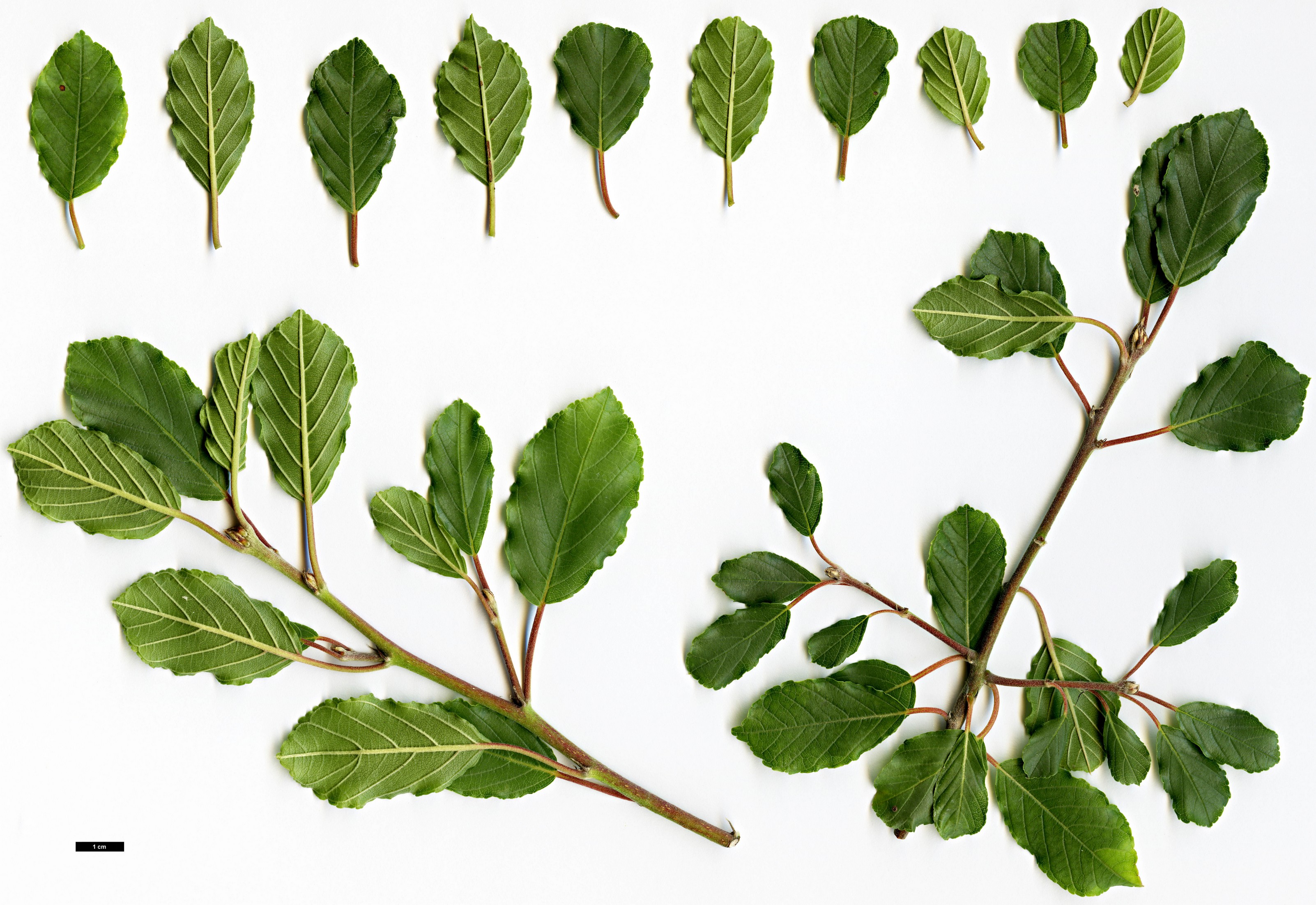 High resolution image: Family: Rhamnaceae - Genus: Frangula - Taxon: rupestris