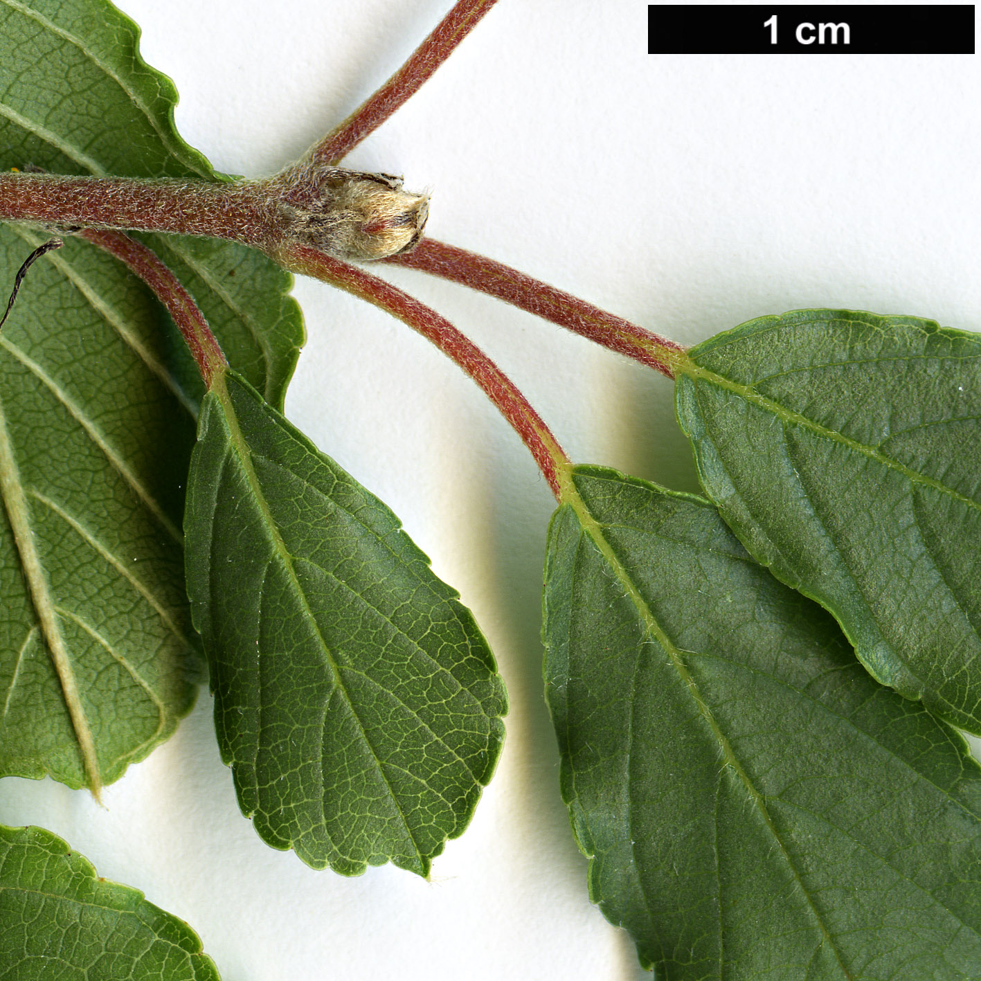 High resolution image: Family: Rhamnaceae - Genus: Frangula - Taxon: rupestris