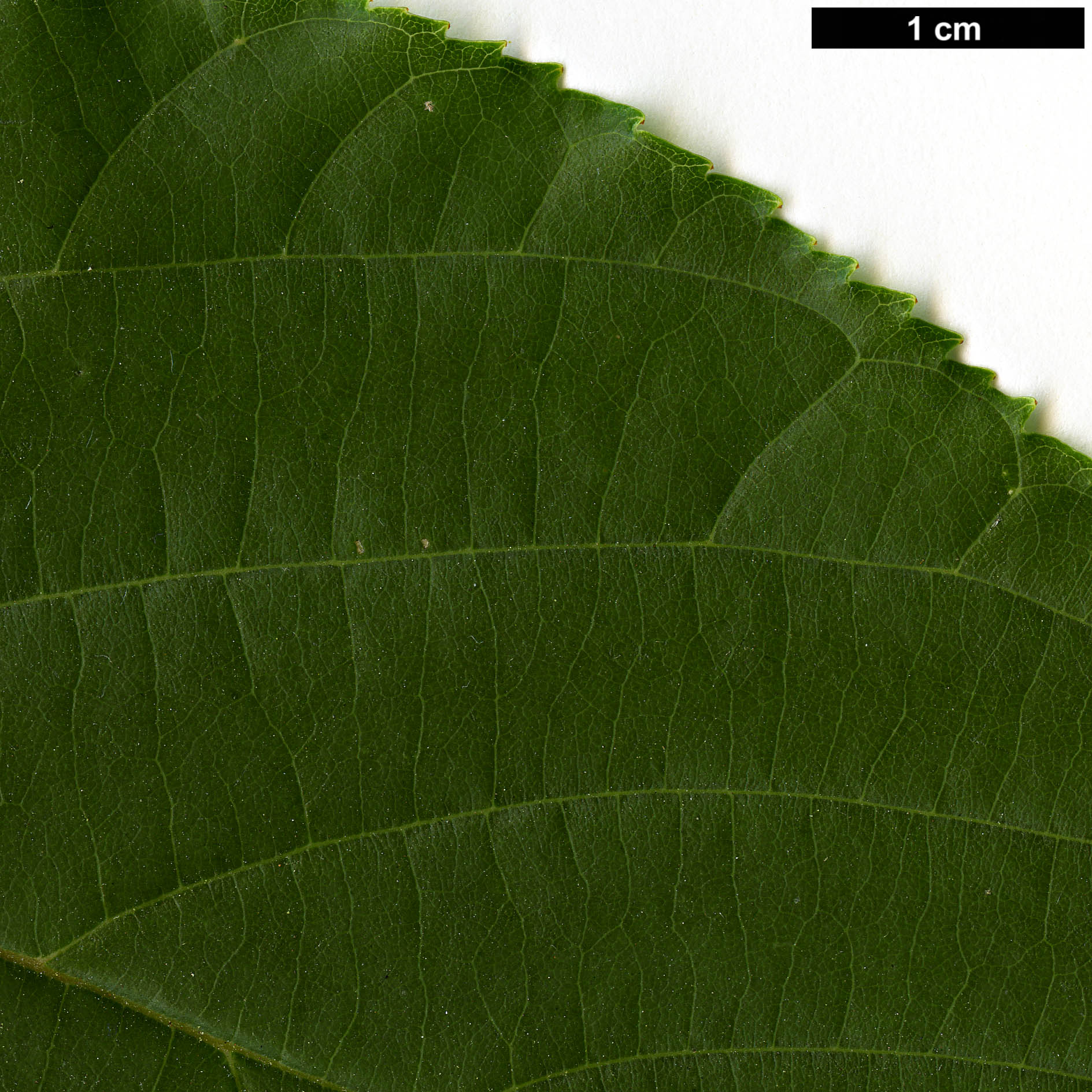 High resolution image: Family: Rhamnaceae - Genus: Hovenia - Taxon: dulcis