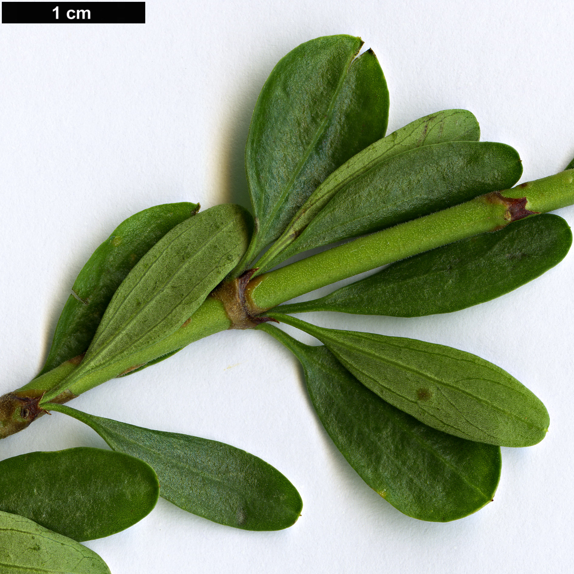 High resolution image: Family: Rhamnaceae - Genus: Ochetophila - Taxon: trinervis