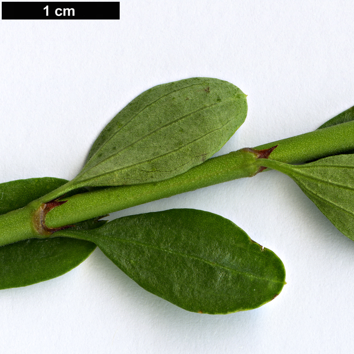 High resolution image: Family: Rhamnaceae - Genus: Ochetophila - Taxon: trinervis