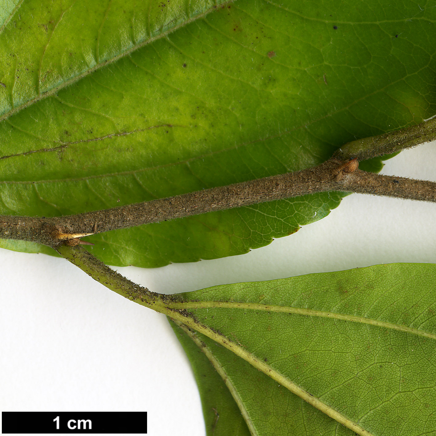 High resolution image: Family: Rhamnaceae - Genus: Paliurus - Taxon: ramosissimus
