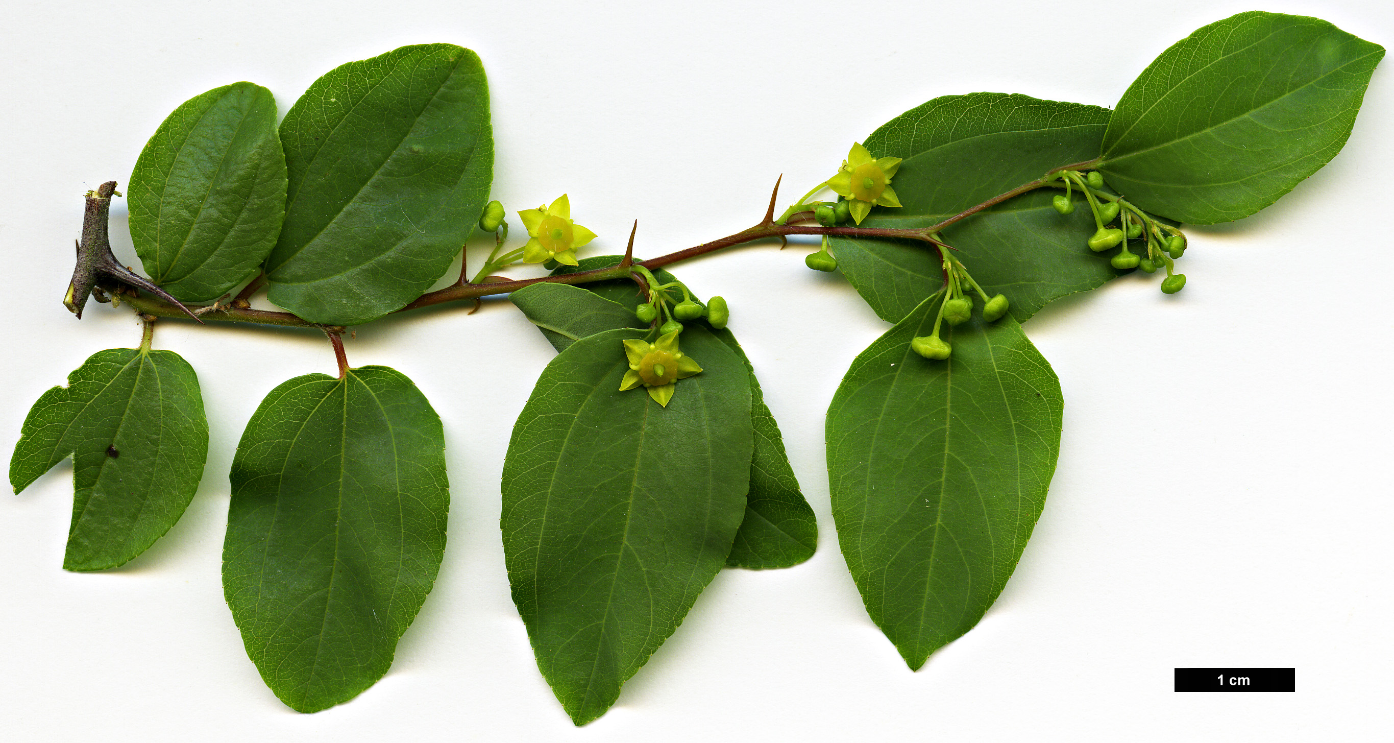 High resolution image: Family: Rhamnaceae - Genus: Paliurus - Taxon: spina-christi
