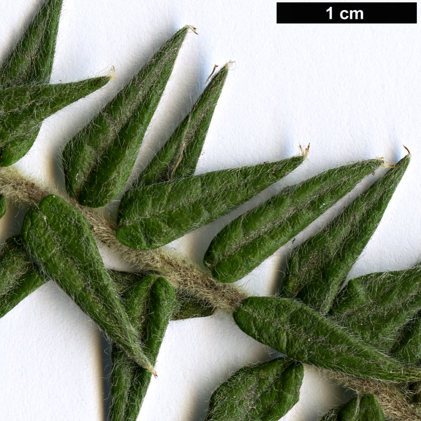 High resolution image: Family: Rhamnaceae - Genus: Phylica - Taxon: arborea