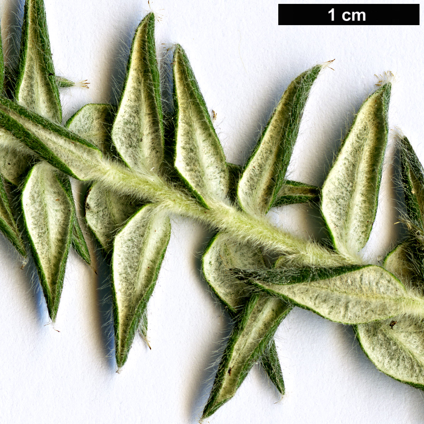 High resolution image: Family: Rhamnaceae - Genus: Phylica - Taxon: arborea