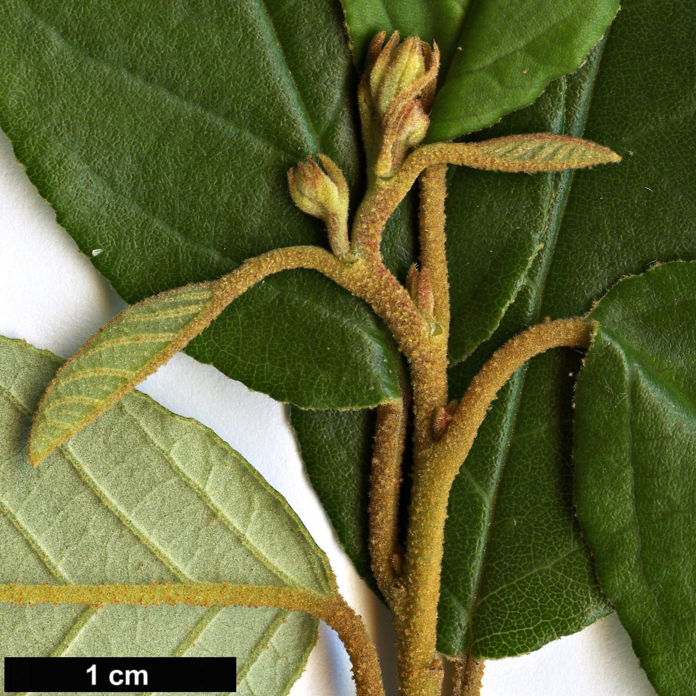 High resolution image: Family: Rhamnaceae - Genus: Pomaderris - Taxon: elliptica